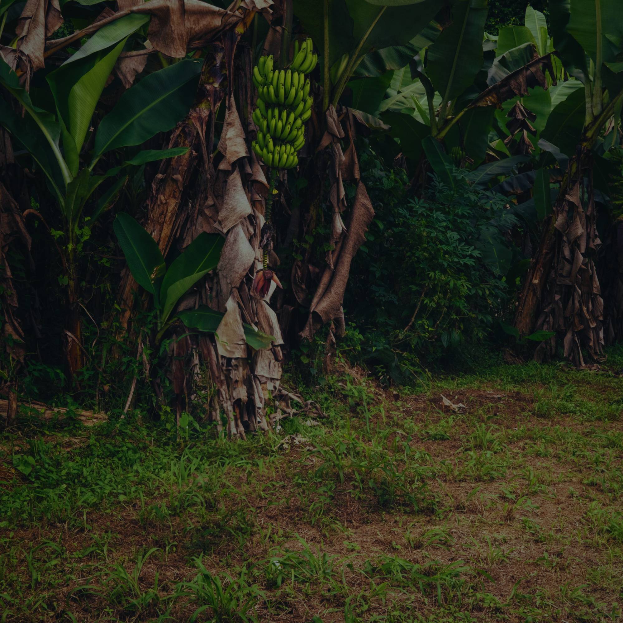 Lush tropical banana trees with green bananas - toBeAnnounced event